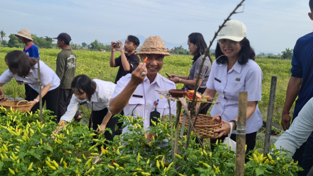 KEBUTUHAN CABAI MENINGKAT DIPERPA PANEN CABAI DI SUBAK PERANG